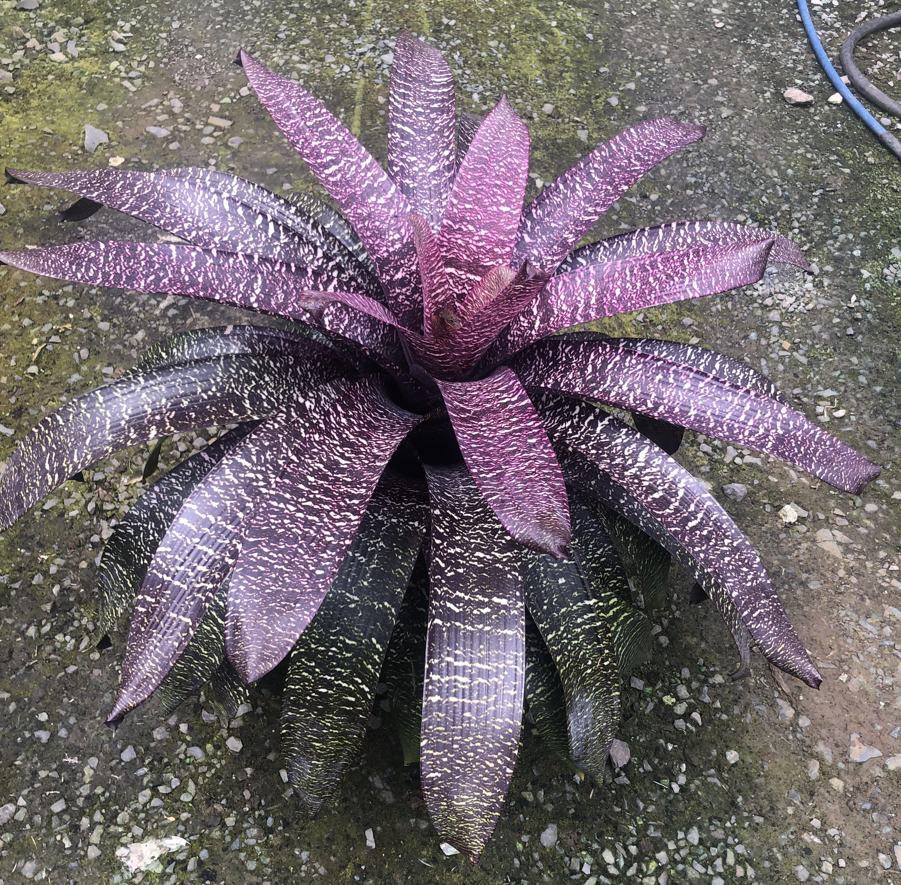 All Plants | Fantastic Gardens Hawaii